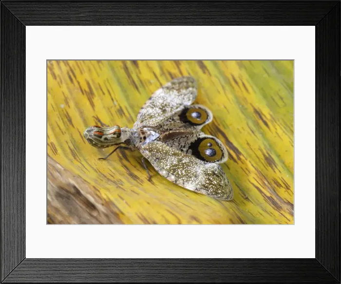 Framed Print : Lanternfly / Peanut-head Bug / Alligator Bug Heath River Centre Amazon Peru Framed Print : Lanternfly / Peanut-head Bug / Alligator Bug Heath River Centre Amazon Peru