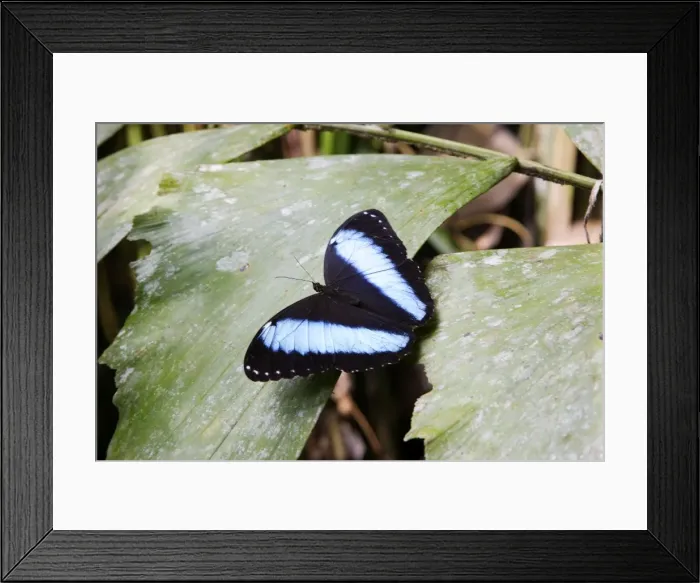 Framed Print : Blue Morpho Butterfly Manu Wildlife Reserve Amazon Peru Framed Print : Blue Morpho Butterfly Manu Wildlife Reserve Amazon Peru