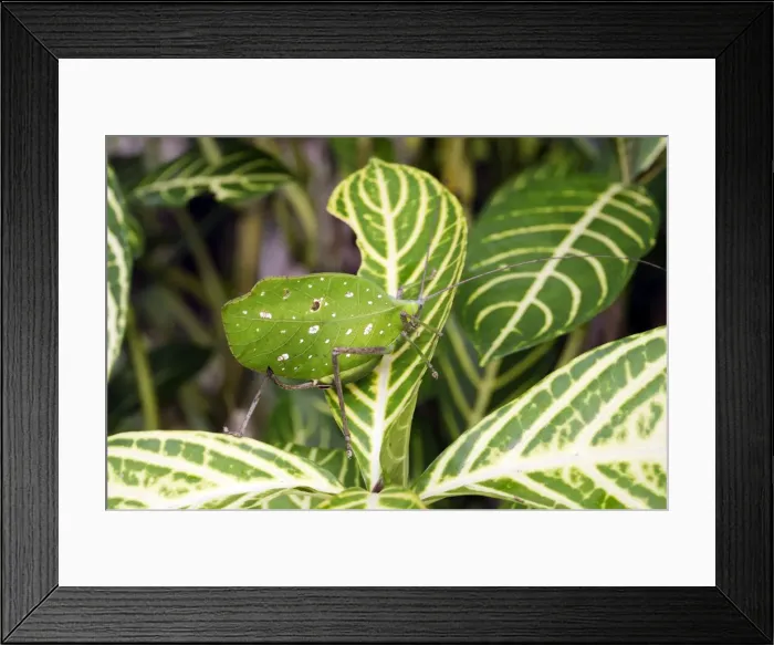 Framed Print : Grasshopper Tambopata Nature Reserve Amazon Peru Framed Print : Grasshopper Tambopata Nature Reserve Amazon Peru