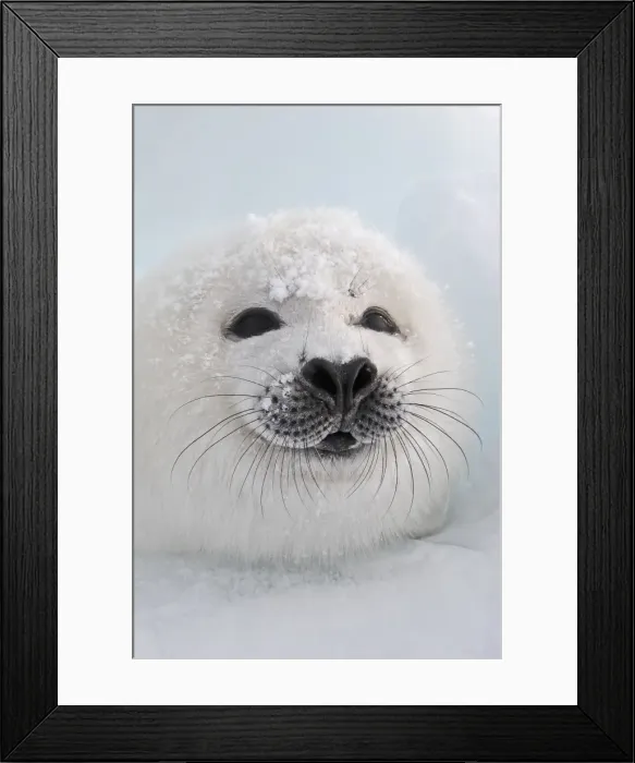Framed Print : Harp Seal - pup. Madeleine Island - Quebec - Canada Framed Print : Harp Seal - pup. Madeleine Island - Quebec - Canada