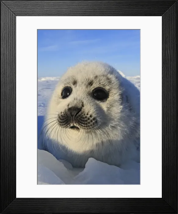 Framed Print : Harp Seal - pup. Madeleine Island - Quebec - Canada Framed Print : Harp Seal - pup. Madeleine Island - Quebec - Canada