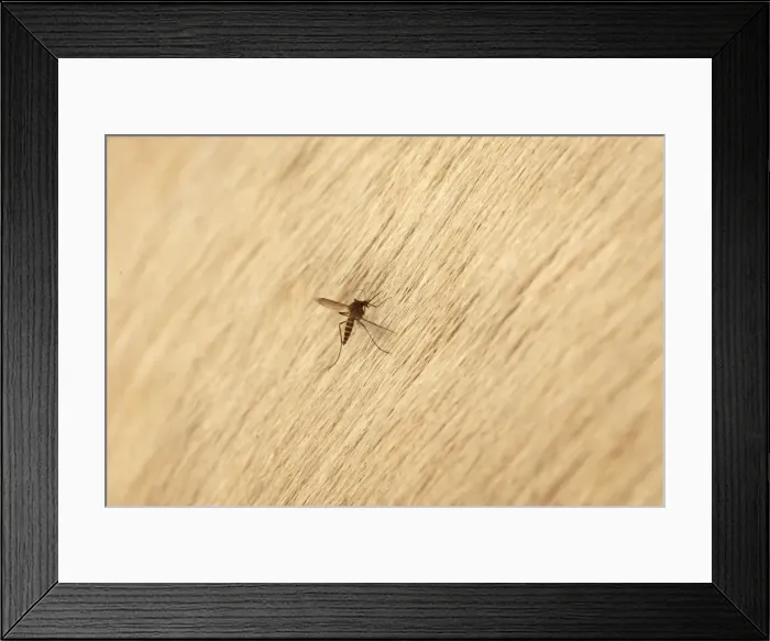 Framed Print : Moustique - on Camargue horse Framed Print : Moustique - on Camargue horse