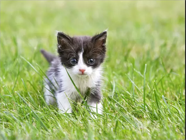 Cat - young black & white kitten