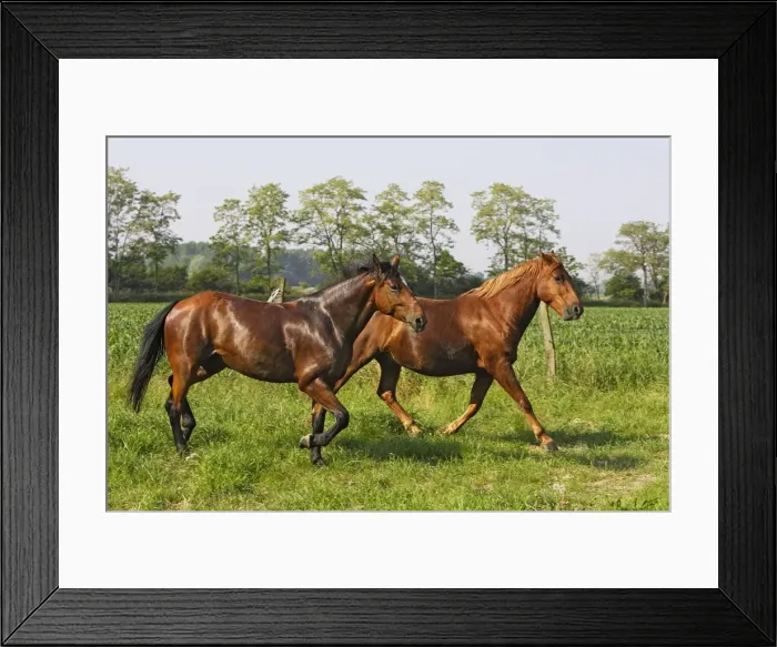 Framed Print : Horse - two chestnut horses in field. France Framed Print : Horse - two chestnut horses in field. France