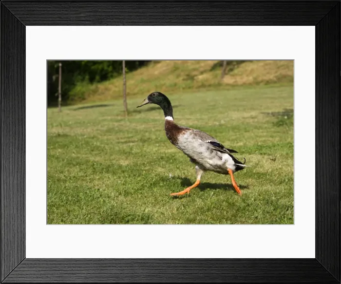 Framed Print : Duck hybrid mallard & Indian Runner Framed Print : Duck hybrid mallard & Indian Runner