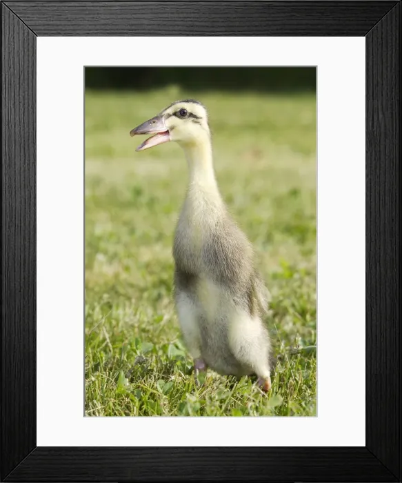 Framed Print : Duck - hybrid mallard & Indian Runner - duckling Framed Print : Duck - hybrid mallard & Indian Runner - duckling
