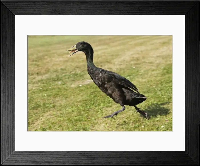 Framed Print : Duck - Indian Runner - black Framed Print : Duck - Indian Runner - black