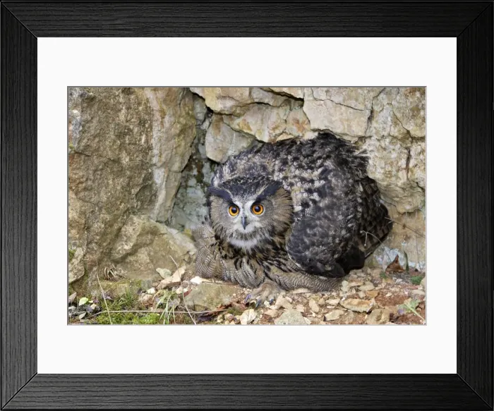 Framed Print : Eagle Owl - female Framed Print : Eagle Owl - female