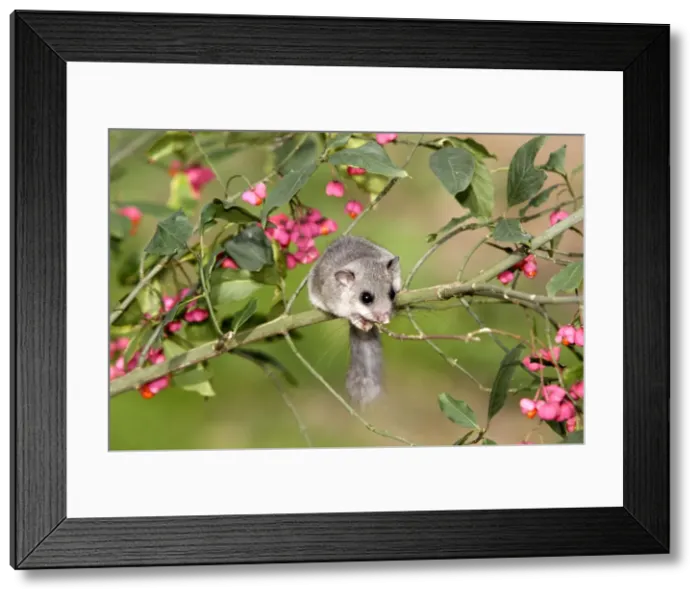 Framed Print : Fat / Edible Dormouse - in tree with flowers Framed Print : Fat / Edible Dormouse - in tree with flowers