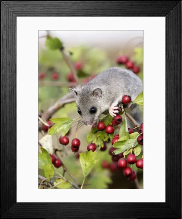 Framed Print : Fat / Edible Dormouse - with berries Framed Print : Fat / Edible Dormouse - with berries
