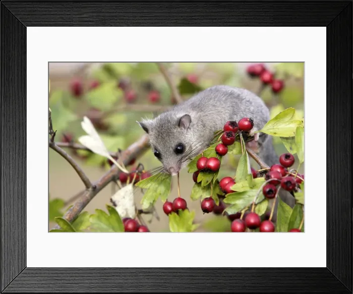 Framed Print : Fat / Edible Dormouse - with berries Framed Print : Fat / Edible Dormouse - with berries