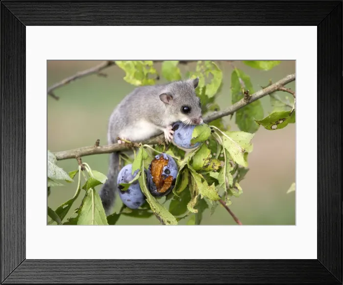 Framed Print : Fat  /  Edible Dormouse - eating plums