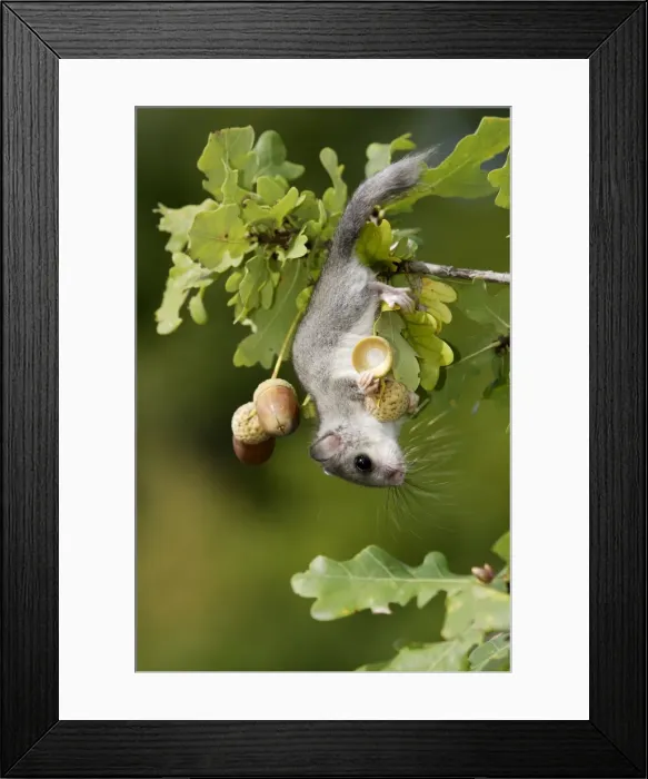 Framed Print : Fat / Edible Dormouse - in oak tree (quercus robur) feeding on acorns Framed Print : Fat / Edible Dormouse - in oak tree (quercus robur) feeding on acorns