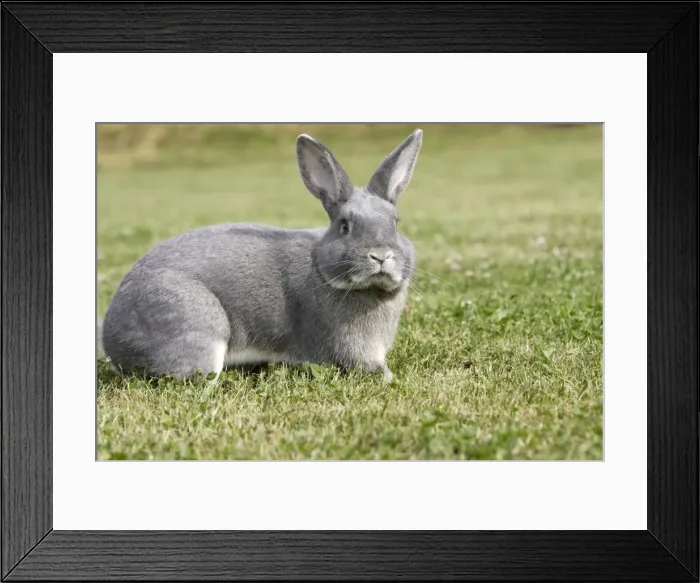 Framed Print : Rabbit - Perl Feh / Parelfeh Breed - originated in Germany Framed Print : Rabbit - Perl Feh / Parelfeh Breed - originated in Germany