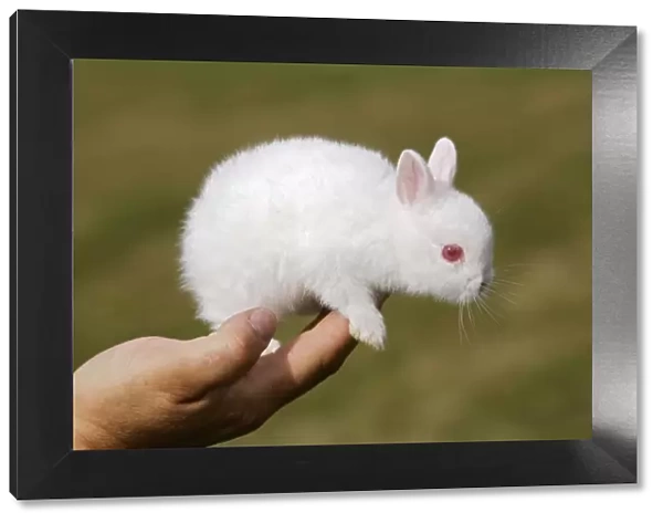 White Polish rabbit with red eyes - baby on person's hand