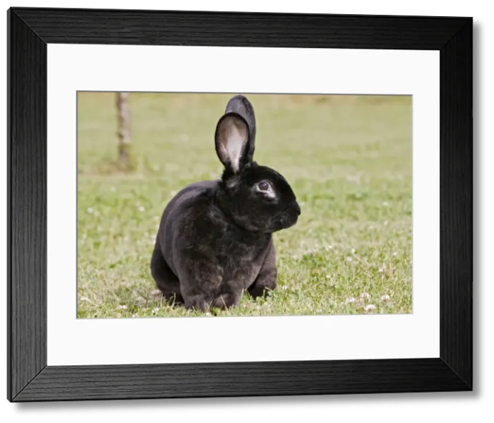 Framed Print : Rabbit - Rex - black Framed Print : Rabbit - Rex - black