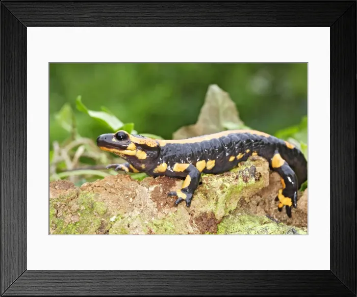 Framed Print : Fire Salamander Framed Print : Fire Salamander