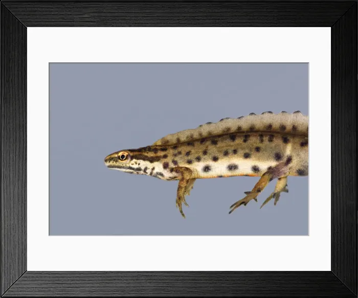 Framed Print : Smooth newt. France Framed Print : Smooth newt. France