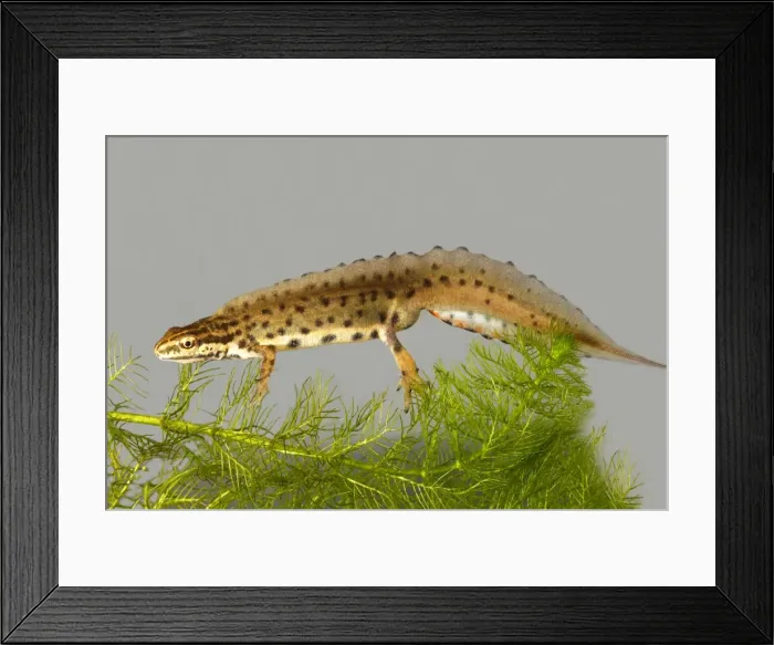 Framed Print : Smooth newt. France Framed Print : Smooth newt. France
