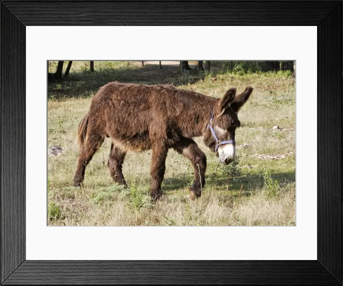 Framed Print : Poitou Donkey. Alsace - France Framed Print : Poitou Donkey. Alsace - France