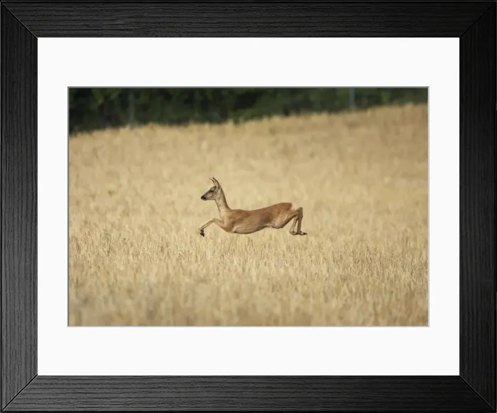 Framed Print : Roe Deer - leaping through field. France Framed Print : Roe Deer - leaping through field. France