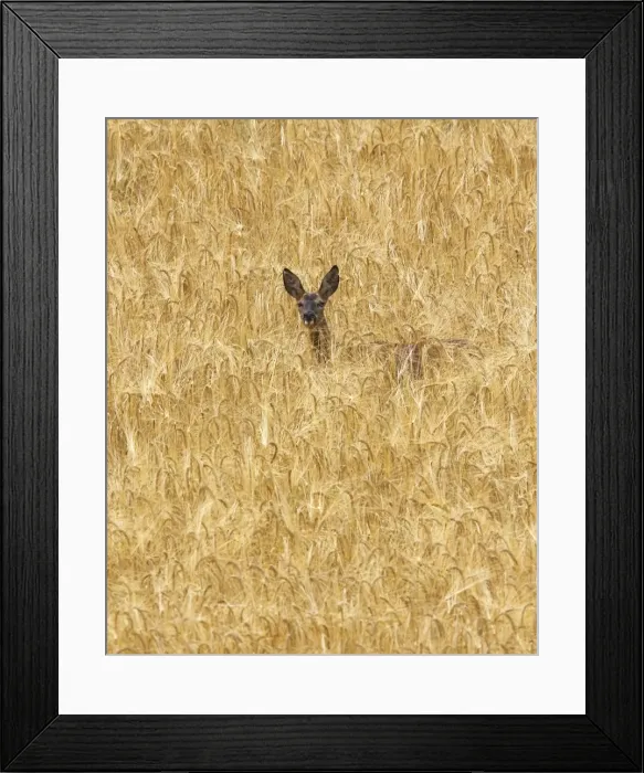 Framed Print : Roe Deer - standing in field. France Framed Print : Roe Deer - standing in field. France