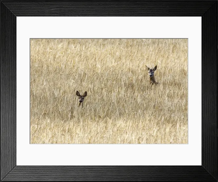 Framed Print : Roe Deer - male & female - heads appearing above field of corn. France Framed Print : Roe Deer - male & female - heads appearing above field of corn. France