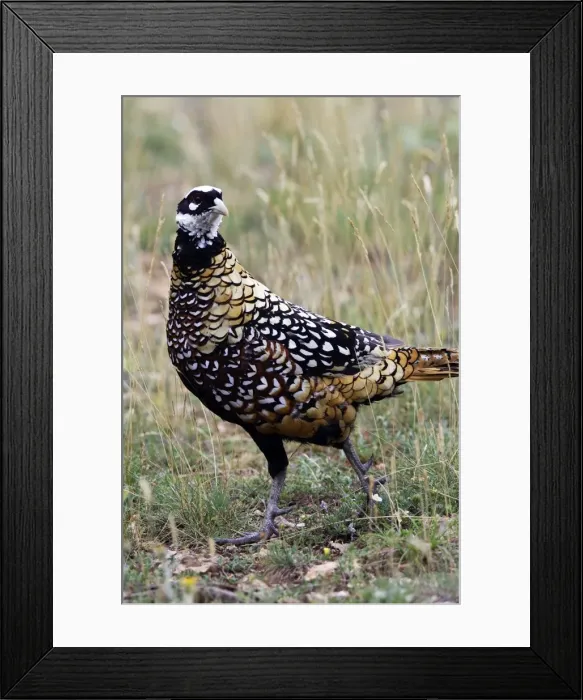 Framed Print : Reeves's Pheasant male - France Framed Print : Reeves's Pheasant male - France
