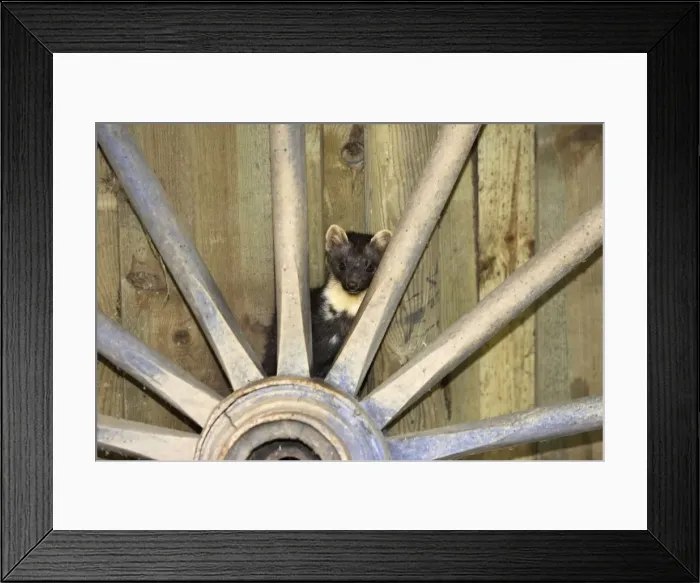Framed Print : Beech Martin - in barn. France Framed Print : Beech Martin - in barn. France