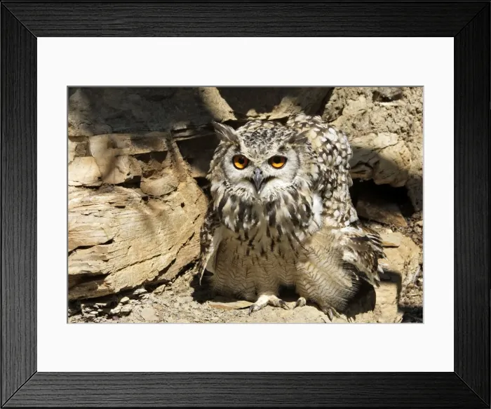 Framed Print : Eagle Owl Bengal / Indian Eagle Owl Framed Print : Eagle Owl Bengal / Indian Eagle Owl