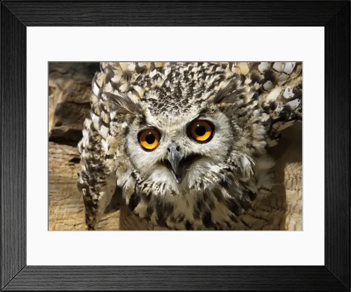 Framed Print : Eagle Owl Bengal / Indian Eagle Owl Framed Print : Eagle Owl Bengal / Indian Eagle Owl