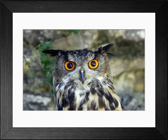 Framed Print : Eurasian Eagle Owl Framed Print : Eurasian Eagle Owl