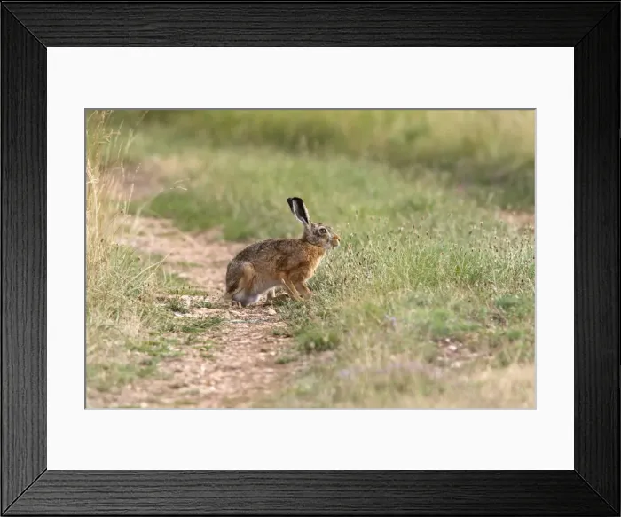 Framed Print : European Brown Hare Framed Print : European Brown Hare