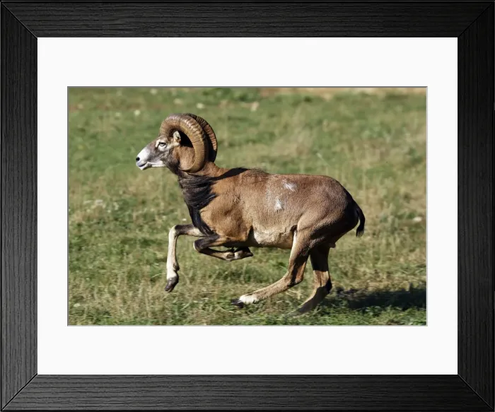 Framed Print : Mouflon - running. France Framed Print : Mouflon - running. France