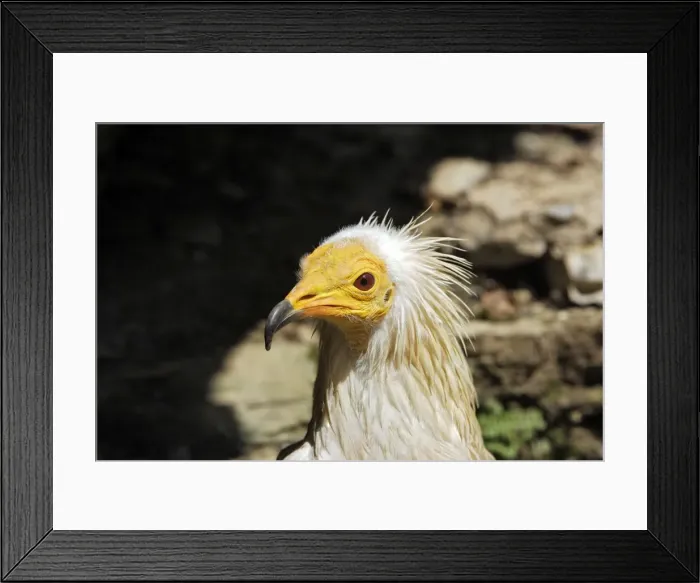 Framed Print : Egyptian Vulture Framed Print : Egyptian Vulture