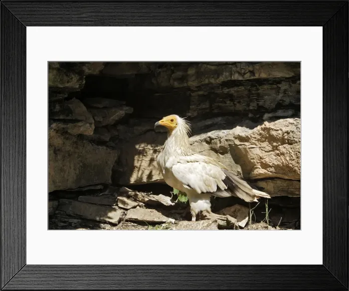 Framed Print : Egyptian Vulture Framed Print : Egyptian Vulture