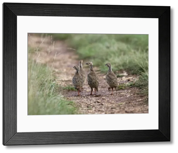Framed Print : Red-legged Partridge - Young. France Framed Print : Red-legged Partridge - Young. France