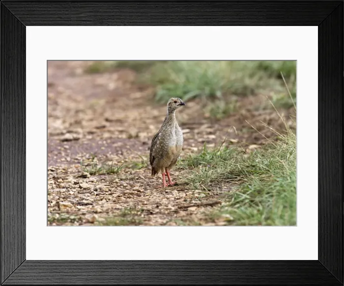 Framed Print : Red-legged Partridge - Young. France Framed Print : Red-legged Partridge - Young. France