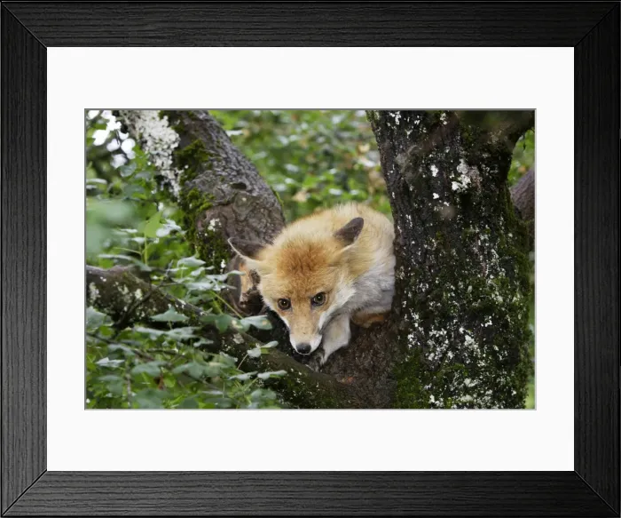 Framed Print : Red Fox in a tree Framed Print : Red Fox in a tree