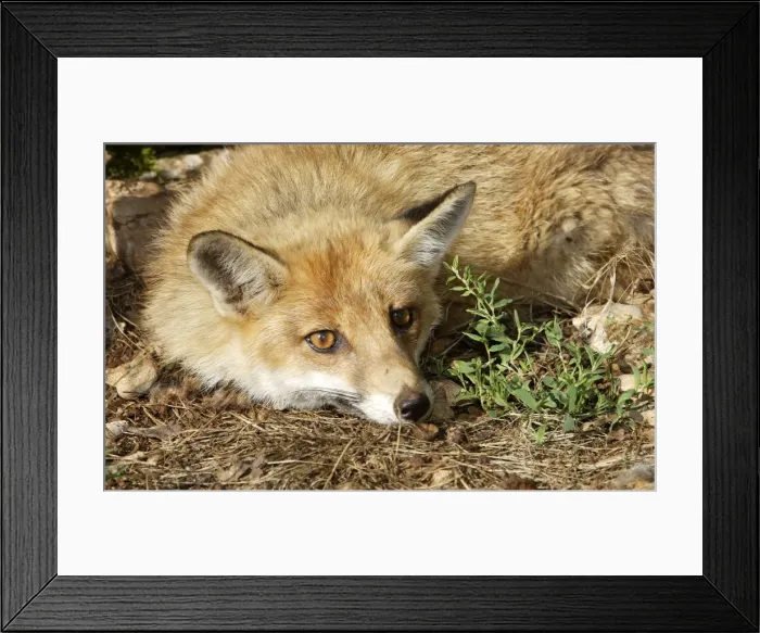 Framed Print : Red Fox. France Framed Print : Red Fox. France