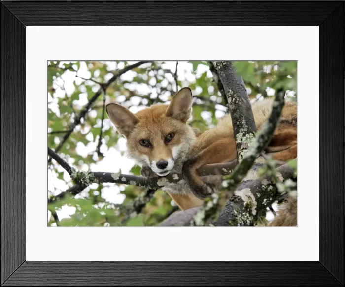 Framed Print : Red Fox in a tree. France Framed Print : Red Fox in a tree. France