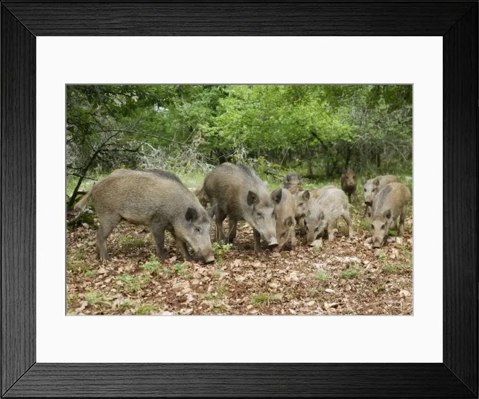 Framed Print : Wild boar - feeding. France Framed Print : Wild boar - feeding. France