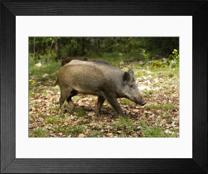 Framed Print : Wild boar. France Framed Print : Wild boar. France