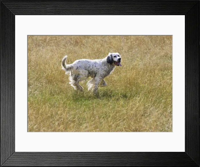 Framed Print : Dog - English Setter running Framed Print : Dog - English Setter running