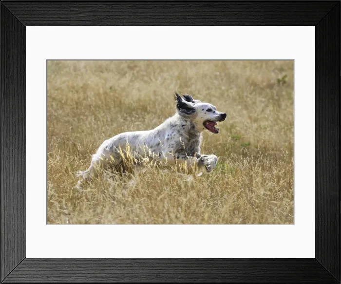Framed Print : Dog - English Setter running Framed Print : Dog - English Setter running