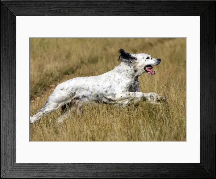 Framed Print : Dog - English Setter running Framed Print : Dog - English Setter running