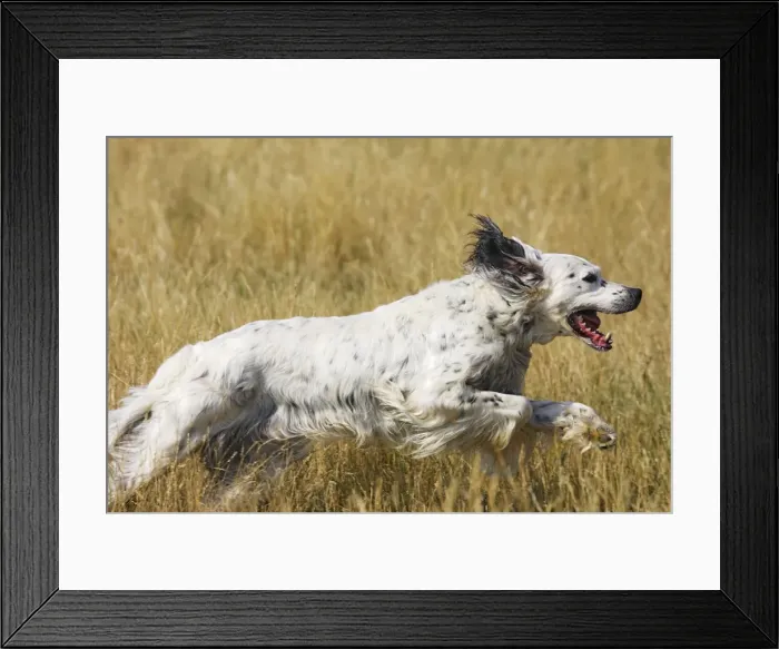Framed Print : Dog - English Setter running Framed Print : Dog - English Setter running