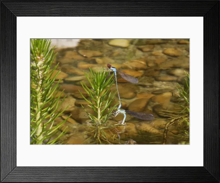 Framed Print : Azure Damselfly - mating Framed Print : Azure Damselfly - mating