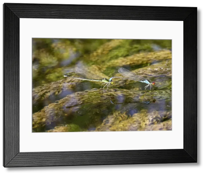 Framed Print : Azure Damselfly - mating on aquatic water plants Framed Print : Azure Damselfly - mating on aquatic water plants