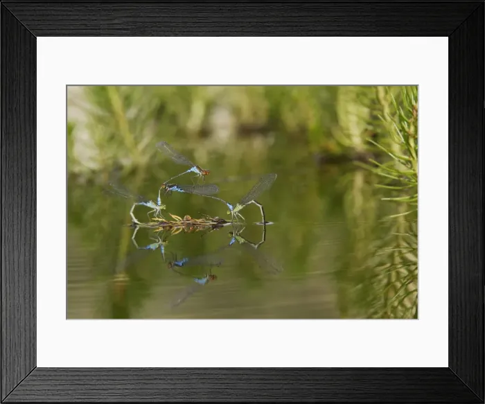 Framed Print : Azure Damselfly - two pairs mating on aquatic water plants. France Framed Print : Azure Damselfly - two pairs mating on aquatic water plants. France